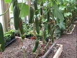 Greenhouse Vegetables - Things Have Loaded Up !