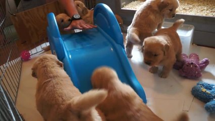 Baby golden retrievers try to climb a slide