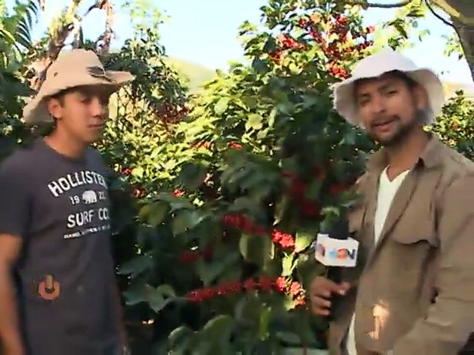 Viva desde el corazón de una finca el trabajo de los recolectores de café