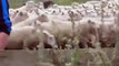 Herding Sheep in NZ