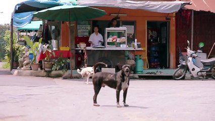 Homem dá banho em cachorros de rua
