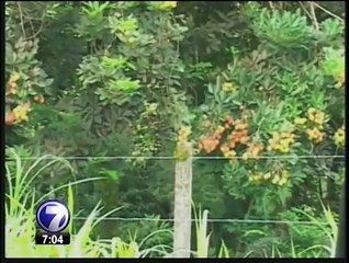 Menor resultó herido de bala cuando recolectaba mamones en una finca de Pococí