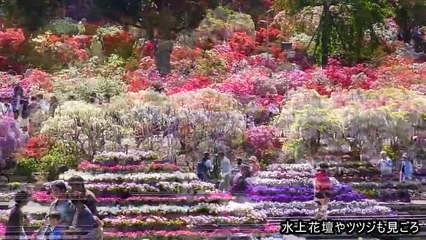 あしかがフラワーパークの大藤 見ごろ（Most Beautiful　Wisteria Flowers　of The World）