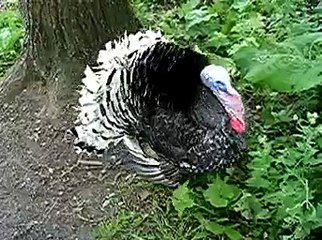 Индюк гуляет по лесу