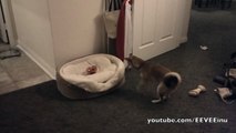 EEVEE - Practicing Pouncing on a Pumpkin - Cute Shiba Inu Puppy Playing 5 Months Old!