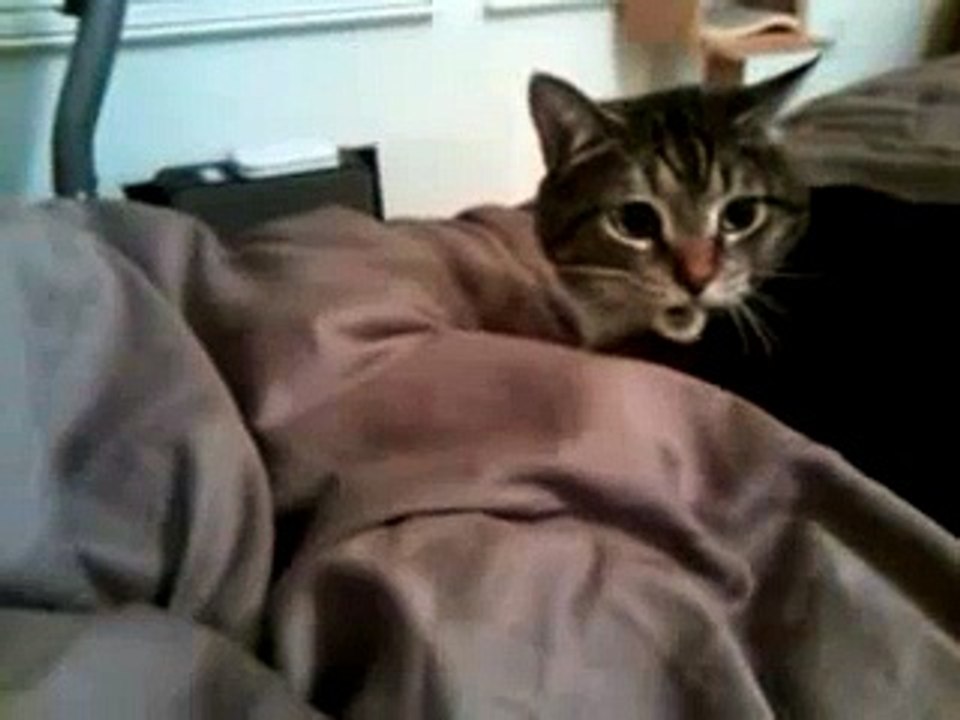 cat growling and hissing very loudly protecting hair tie