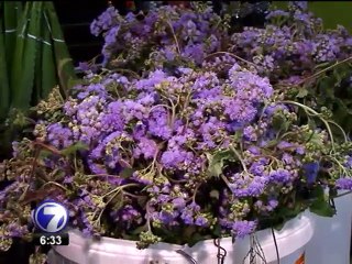 Muchas personas buscan sus agüizotes para recibir el 2015 de la mejor manera