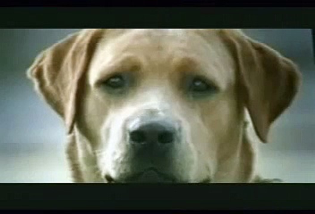 Selbstmordhund