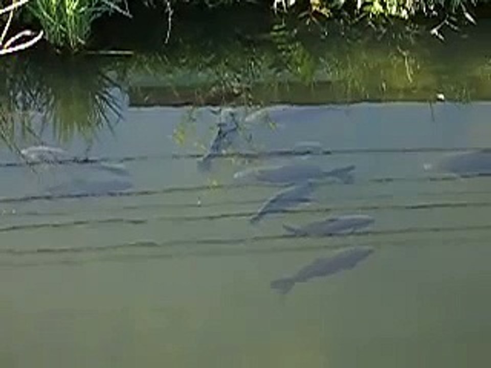 carp in akisino river
