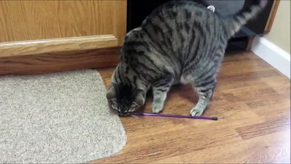 Silly Tabby Cat Can't Get Toy