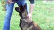 Dog training-Teaching the sit and drop stay www.sidneyaarons.com.au