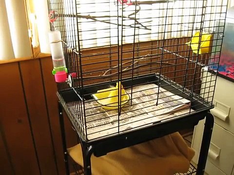 Canary bird bath Arizona , lake havasu city