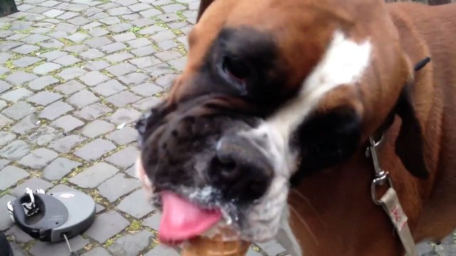 Boxer Dog Eating Ice Cream
