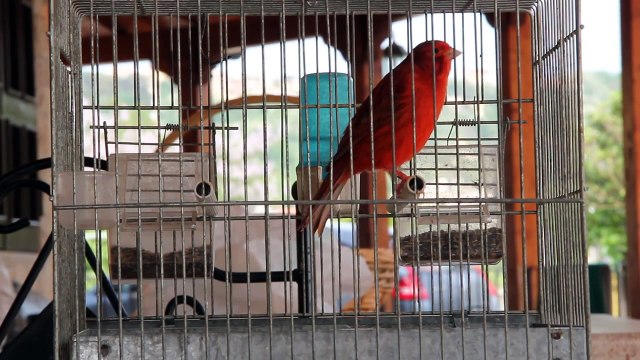 Canarino Agata rosso intenso che canta (CANTO) canario. la mia nuova sveglia singing canary