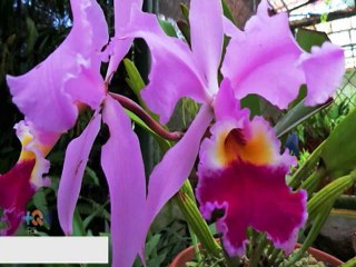 Así fue cómo nació la página de “Sólo en Costa Rica”