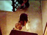 Bobby: el perro beagle más vago del mundo