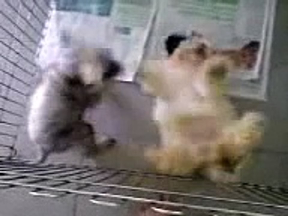 Shih Tzu and Schnauzer playing