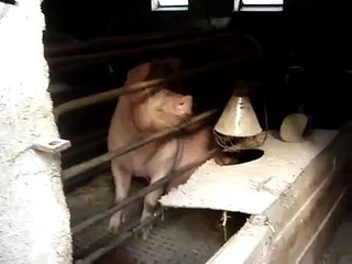 Dedo no nariz nao é ser porco!