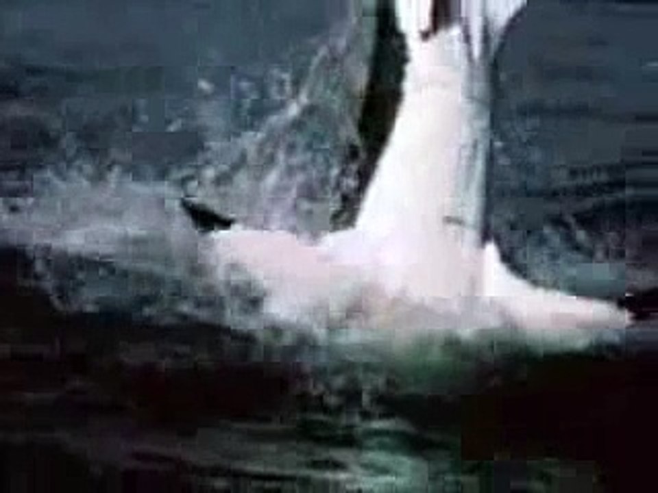 Requin