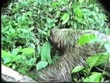 funny animals - dangerous sloth - gefährliches Faultier