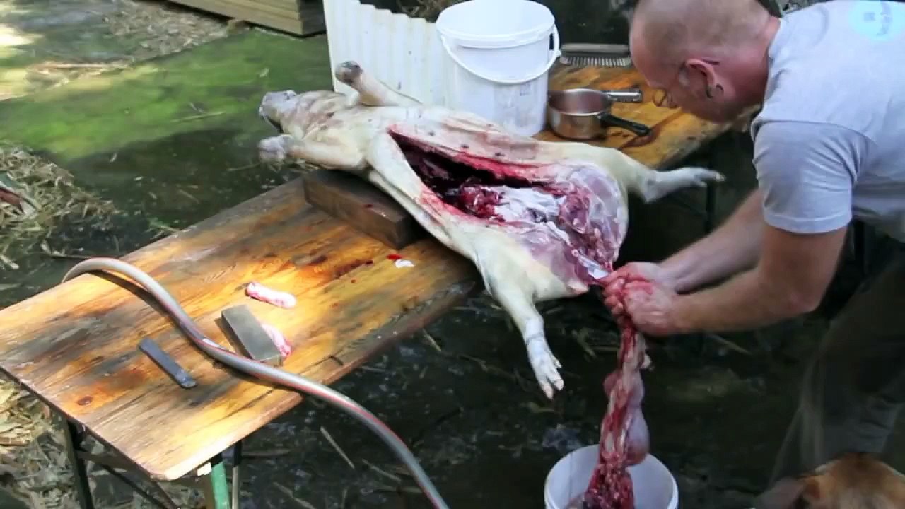 cochon "Porky".mov