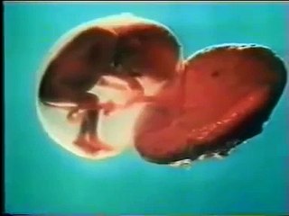 فيلم وثائقي يشرح مراحل خلق الإنسان وإعجاز القرآن