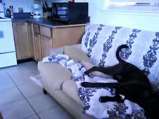 Bad Dog caught on camera(peeing on couch)