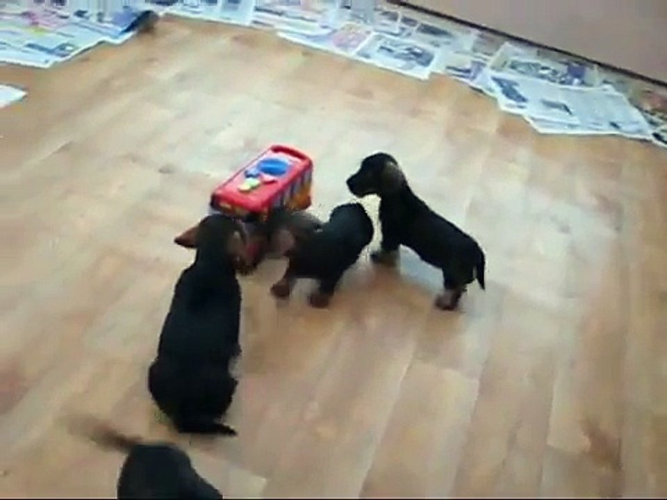 Teckel pups and the school bus