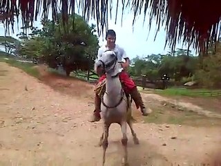 Totilas el caballo mas caro del mundo