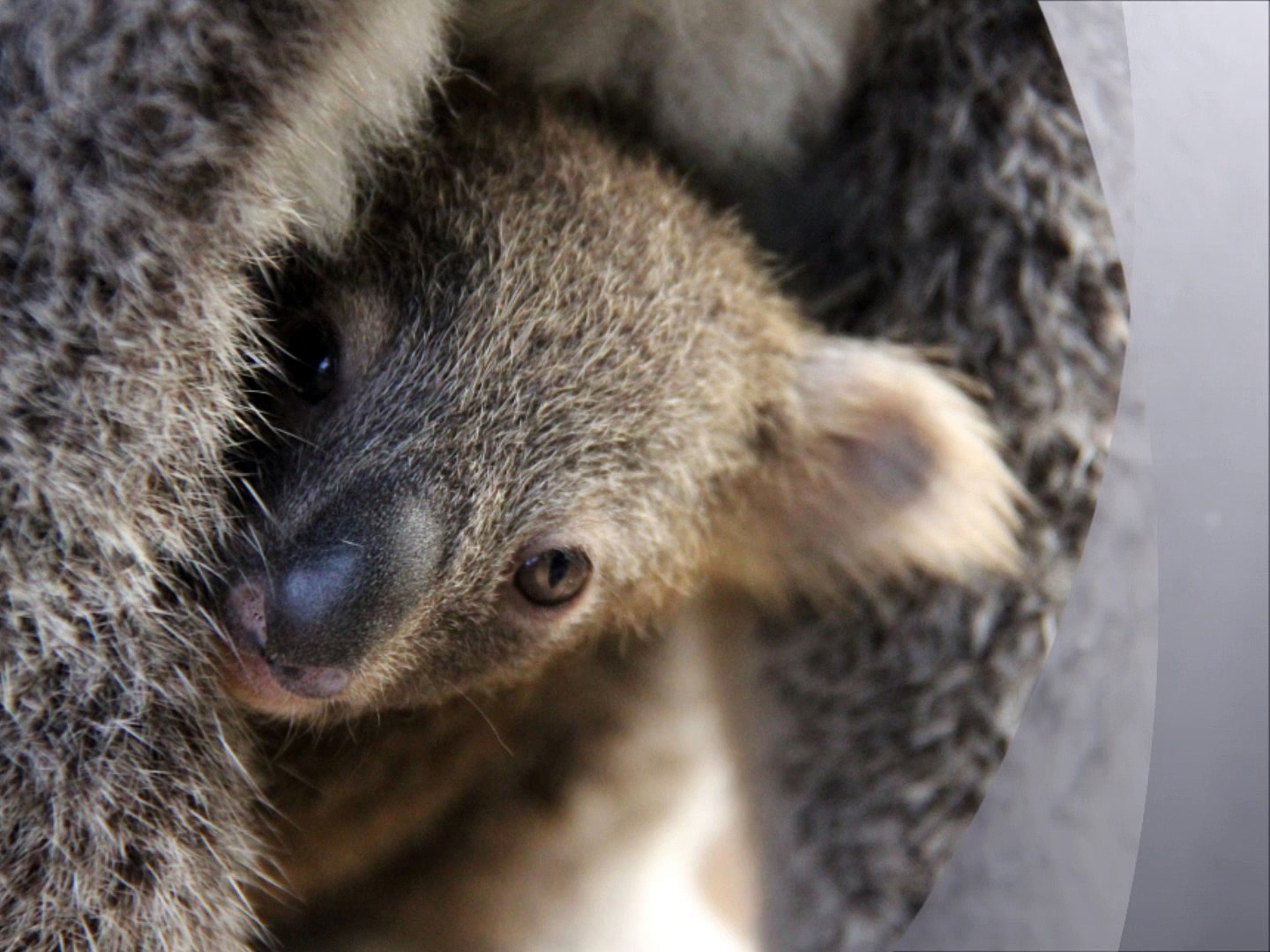 ⁣Une journée avec les koalas ! ; )