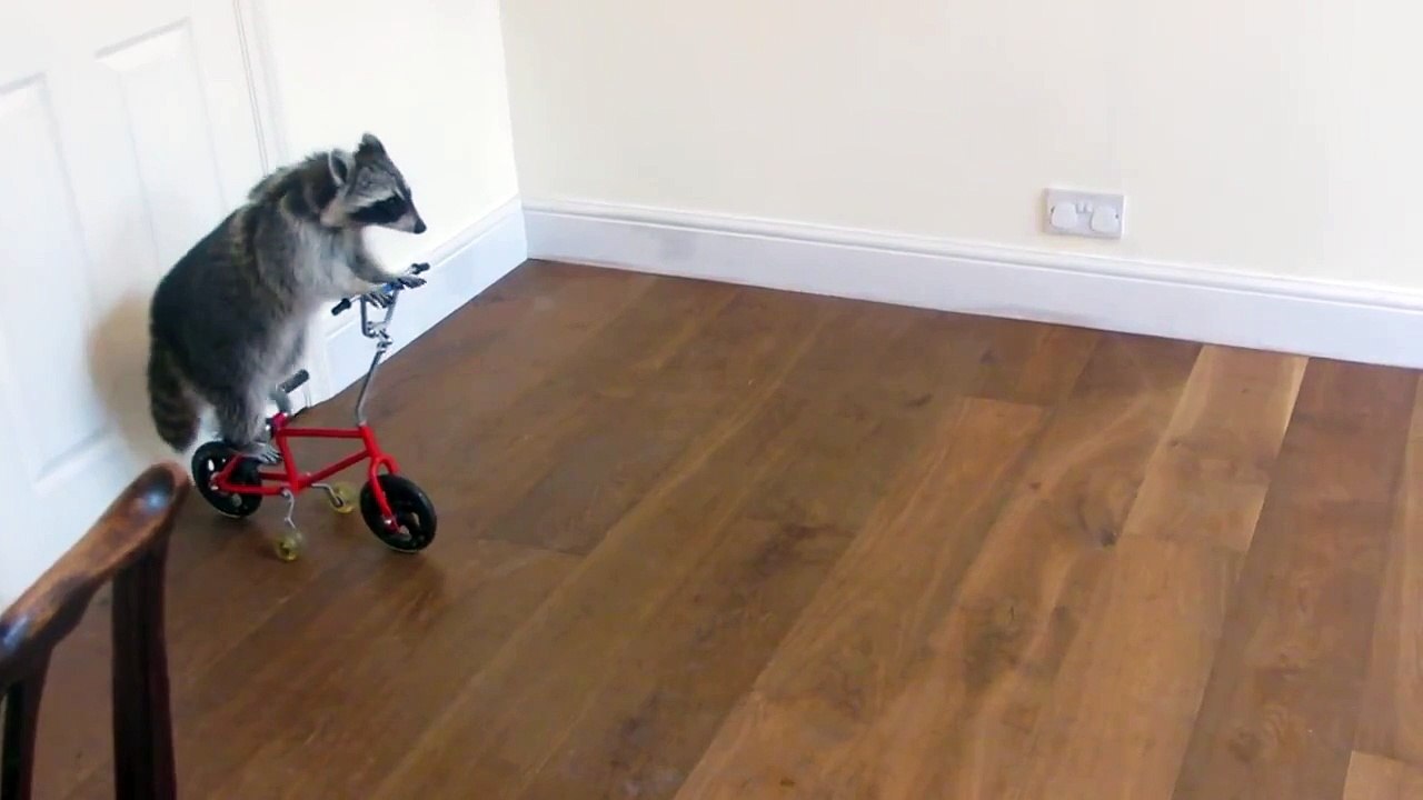 Le raton laveur cycliste