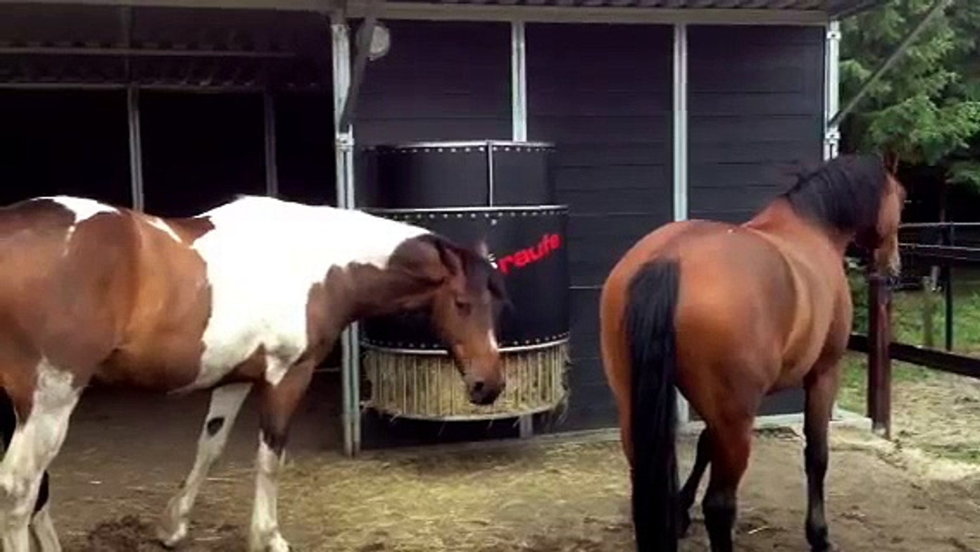 Pferde Futterautomat Fur Heu Heuautomat Horse Hay Rack Automatic