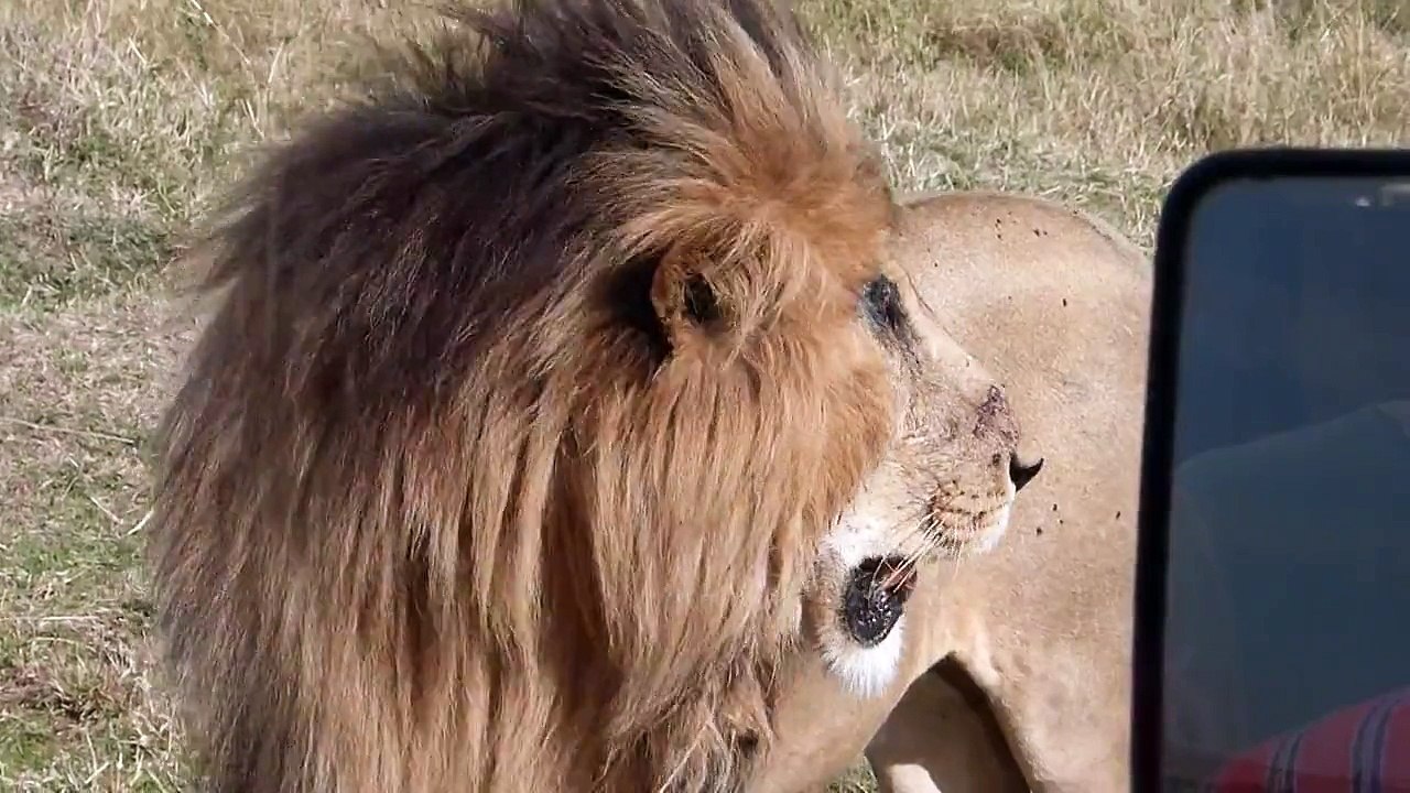 Masai Mara - Marsh Pride dominant male lion called Scarface