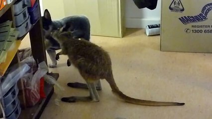 Elvis the Roo & Elvis the most gorgeous Blue Heeler pup on the planet!