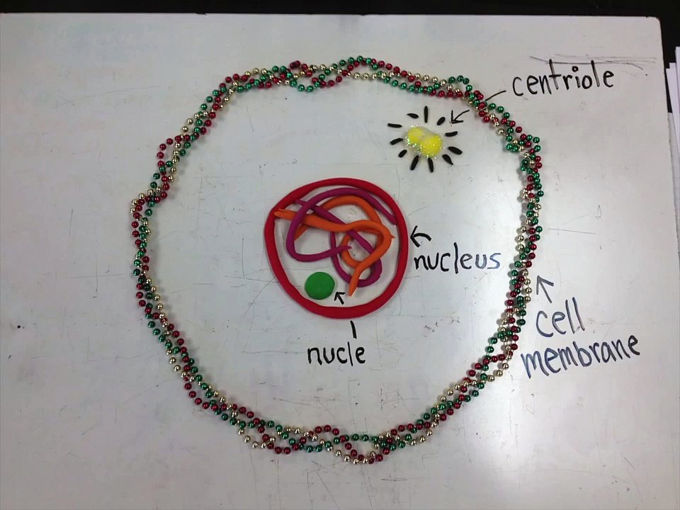Mitosis of an Animal Cell
