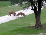 Animal fight: deer vs. deer vs. fallow deer in front on my door