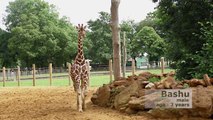 Giraffes walk, gallop and play at ZSL Whipsnade Zoo