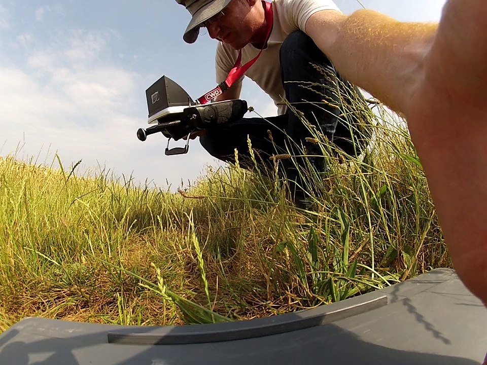 Contrôle d'un nid de Busard Saint-Martin par un drone le 5 juillet 2015