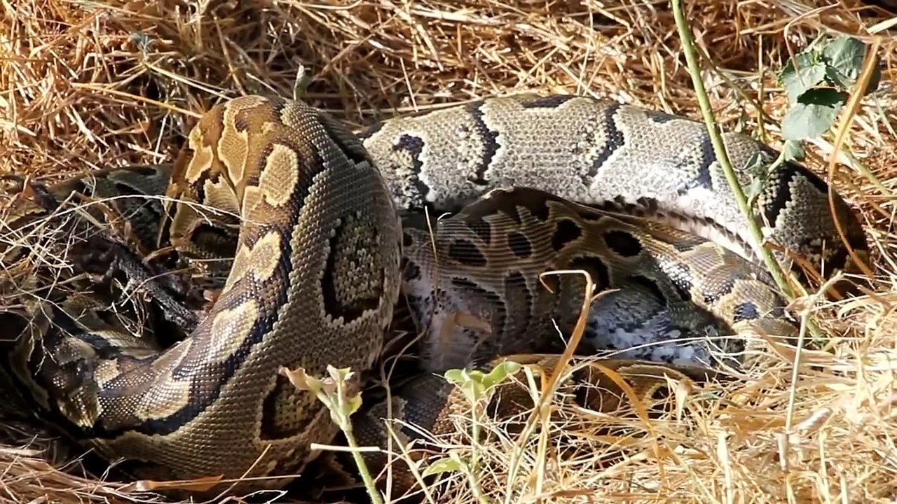 Python in Meru