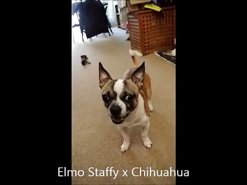 Elmo Staffy x Chihuahua - Funny Dog Trick 'Have You Got Flea's'