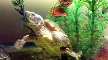 I Like Turtles! (Turtle Update)