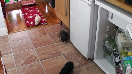 Self-sufficiency - Guinea Pig Style