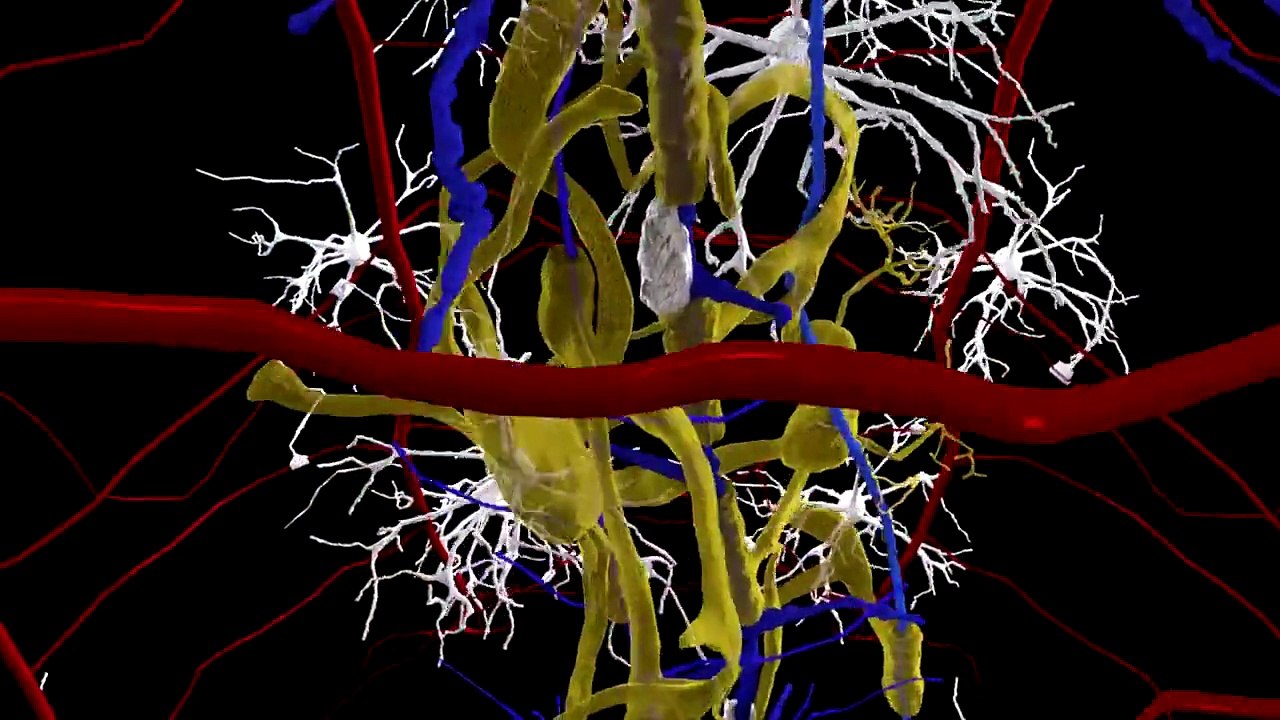 Animation fly through of brain. Neurons in 3d animation.