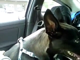 dog takes shit in car