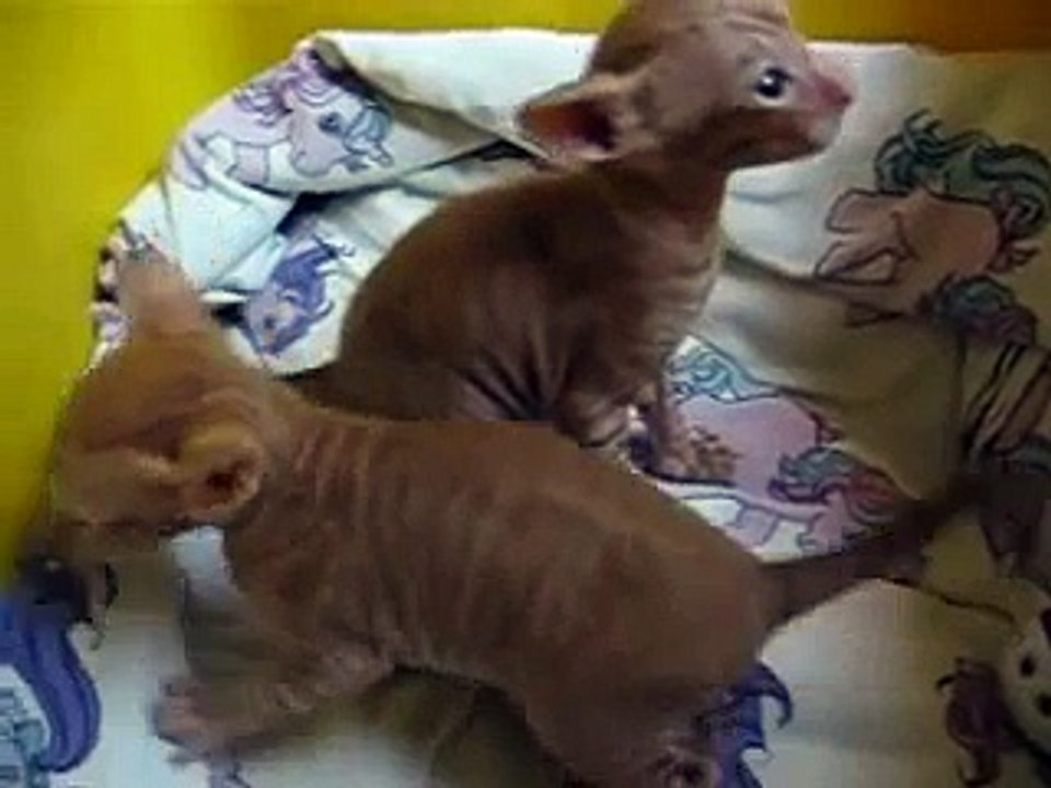 Metsäkansan Cornish Rex