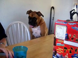 boxers dog crazy for food