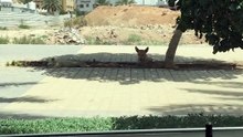 Dog 1