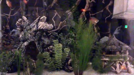 Bumblebee fry being released.