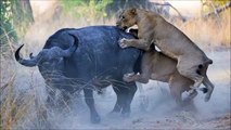 National Geographic Documentary Wild Animals attack National Geographic Animals ✔ ► P.6