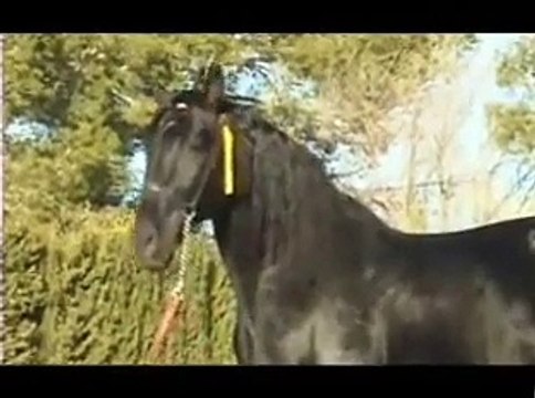 Caballos Españoles negros Desdemono